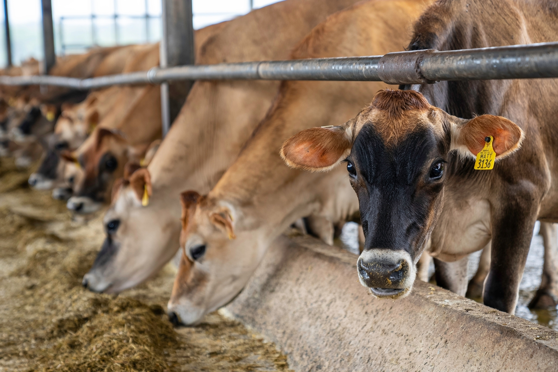 Tarım, Gıda & Hayvancılık